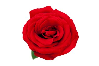 Beyaz kırpma yolu üzerinde izole kırmızı gül