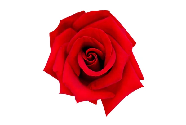 Rose rouge isolée sur Clipping Pat blanc — Photo