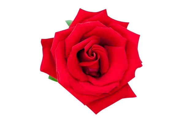 白いクリップ パットで隔離赤いバラ — ストック写真