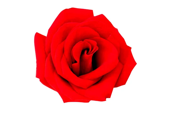 白いクリップ パットで隔離赤いバラ — ストック写真