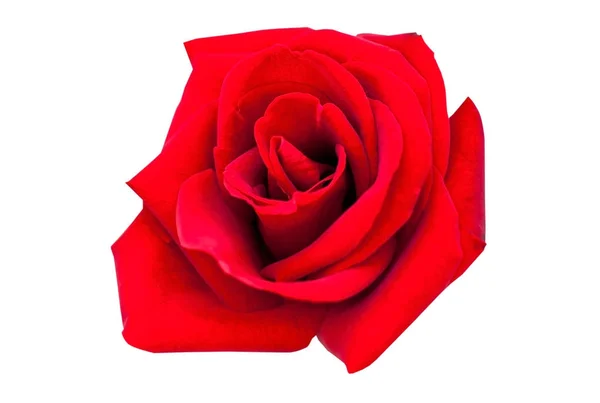 Red rose isolated on white Clipping Pat — Stock Photo, Image