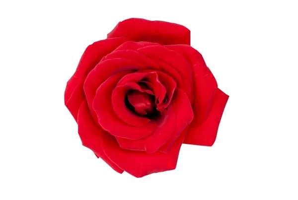 Rose rouge isolée sur blanc Clipping Path — Photo