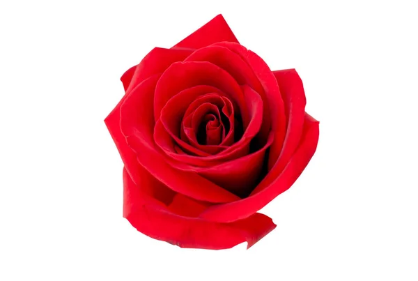 Rose rouge isolée sur blanc Clipping Path — Photo