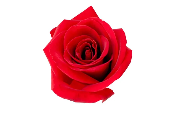 Rode roos geïsoleerd op witte uitknippad — Stockfoto