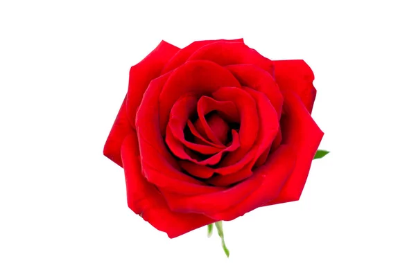 クリッピング パスの白で隔離赤いバラ — ストック写真
