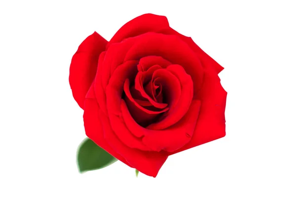 Rose rouge isolée sur blanc Clipping Path — Photo