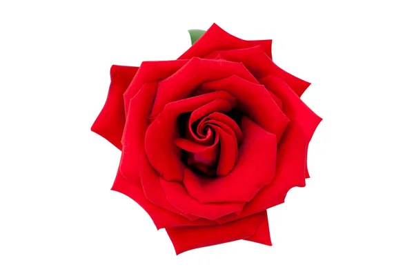 Rose rouge isolée sur blanc Clipping Path — Photo