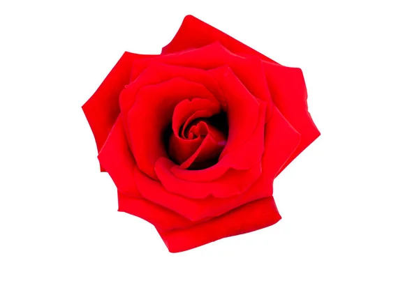 Rote Rose isoliert auf weißem Schneideweg — Stockfoto