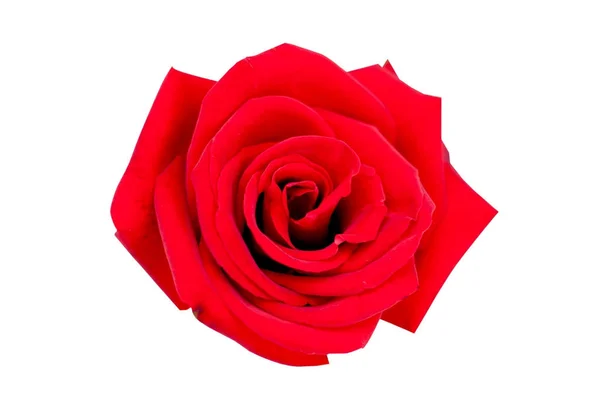 Rose rouge isolée sur blanc Clipping Path — Photo