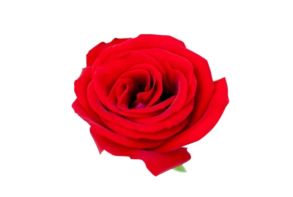 Rose rouge isolée sur blanc Clipping Path — Photo