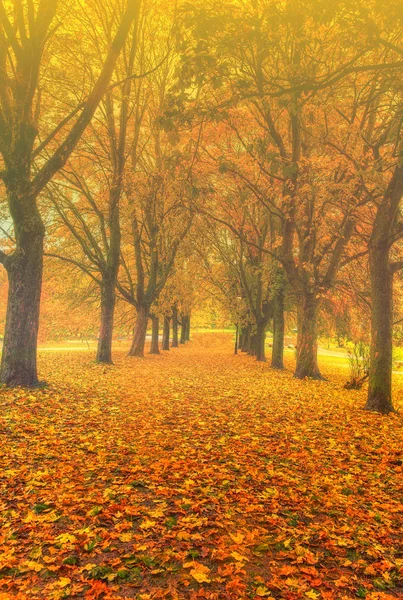 Colección Hermosas Hojas Otoño Colores Verde Amarillo Naranja Rojo — Foto de Stock