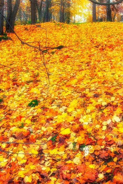 Collectie Van Mooie Kleurrijke Herfstbladeren Groen Geel Oranje Rood — Stockfoto