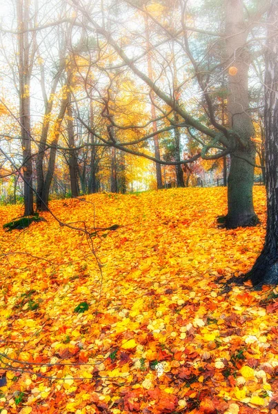 Collezione Bellissime Foglie Autunnali Colorate Verde Giallo Arancione Rosso — Foto Stock