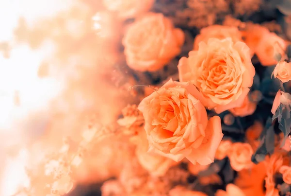 Imagen de primer plano de hermosas flores fondo de la pared con increíble —  Fotos de Stock