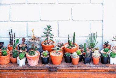 Birçok küçük kaktüs farklı şekildedir.