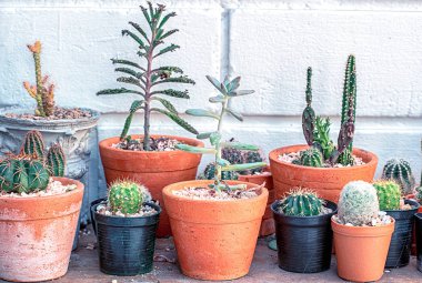 Birçok küçük kaktüs farklı şekildedir.