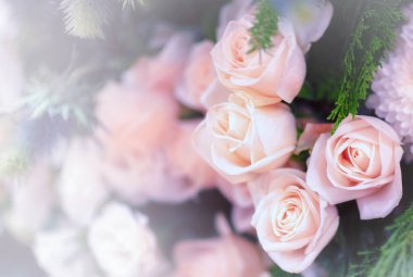 Yumuşak renk Güller Arkaplan Retro filtresiName.