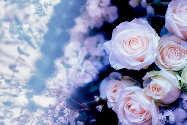 Miękki Kolor Róż Tło Retro Filtr — Zdjęcie stockowe