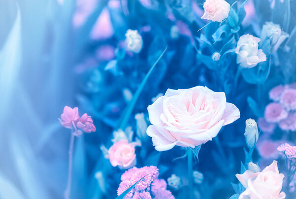 Soft color Roses Background Retro filter.
