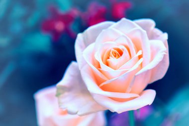 Yumuşak renk Güller Arkaplan Retro filtresiName.