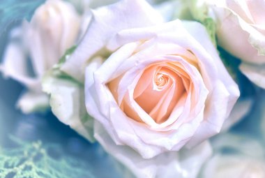 Yumuşak renk Güller Arkaplan Retro filtresiName.