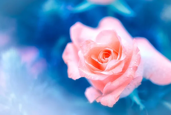 Soft Color Roses Background Retro Filter — Stock Photo, Image