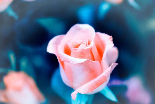 Soft Color Roses Background Retro Filter — Stock Photo, Image