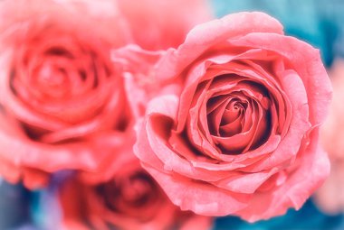 Yumuşak renk Güller Arkaplan Retro filtresiName.