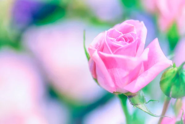 Zachte Kleur Roses Achtergrond Retro Filter — Stockfoto