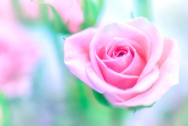 Soft Color Roses Background Retro Filter — Stock Photo, Image