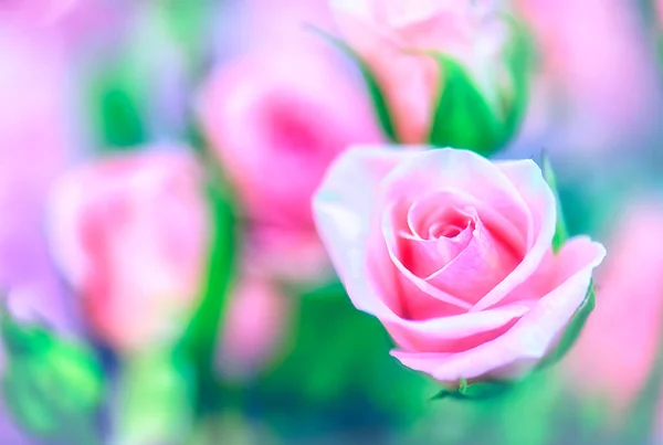 Який Колір Троянди Фон Ретро Фільтр — стокове фото