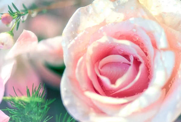 Zachte Kleur Roses Achtergrond Retro Filter — Stockfoto