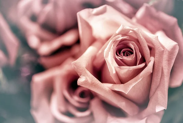 Zachte Kleur Roses Achtergrond Retro Filter — Stockfoto