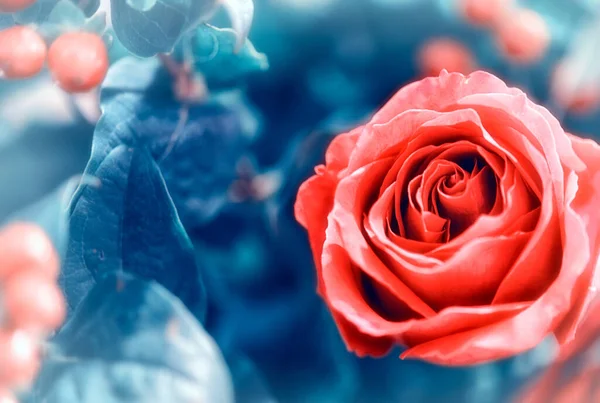 Який Колір Троянди Фон Ретро Фільтр — стокове фото