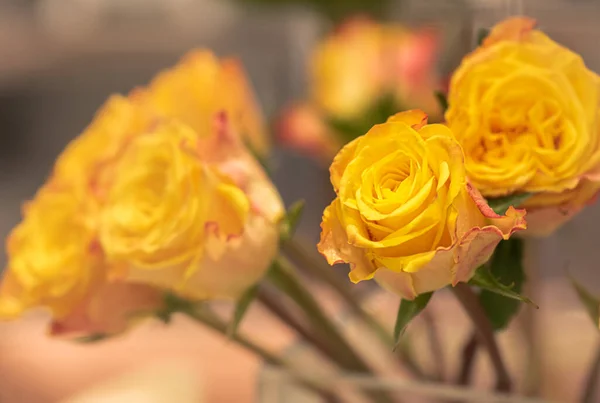 一束新鲜的玫瑰 花朵明亮的背景 — 图库照片