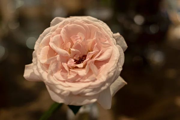 Ramo Rosas Frescas Flor Fondo Brillante —  Fotos de Stock