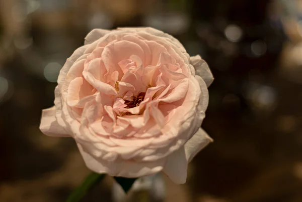 Boeket Van Verse Rozen Bloem Heldere Achtergrond Stockfoto