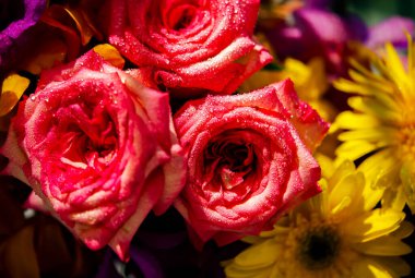 Bir buket taze gül, parlak bir arka plan..