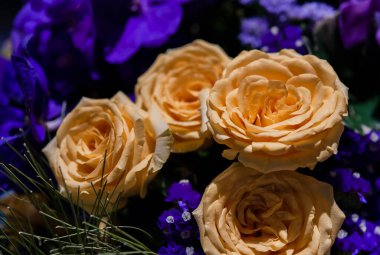 Bir buket taze gül, parlak bir arka plan..