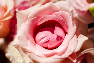 Bir buket taze gül, parlak bir arka plan..