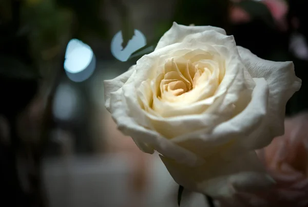 Bouquet Von Frischen Rosen Blume Hellen Hintergrund — Stockfoto