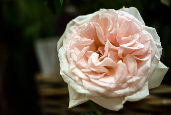 Buquê Rosas Frescas Fundo Brilhante Flor — Fotografia de Stock