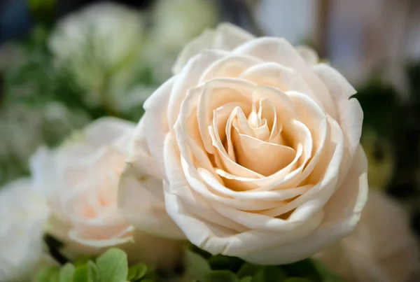 Bouquet Fresh Roses Flower Bright Background — Stock Photo, Image