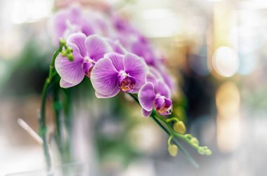 Doğal arka planı olan güzel bir orkide çiçeği.