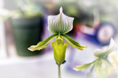 Doğal arka planı olan güzel bir orkide çiçeği.