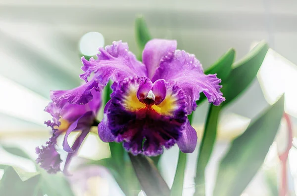 Bellissimo Fiore Orchidea Con Sfondo Naturale — Foto Stock
