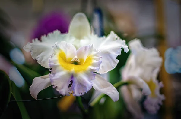 Bela Flor Orquídea Com Fundo Natural — Fotografia de Stock