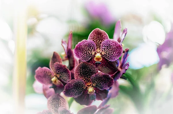 Mooie Orchidee Bloem Met Natuurlijke Achtergrond — Stockfoto