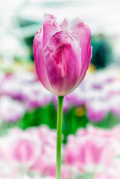 Keukenhof Lisse Nizozemsko 2015 Kvetoucí Barevné Záhony Pokrývají Celý Zahradní — Stock fotografie