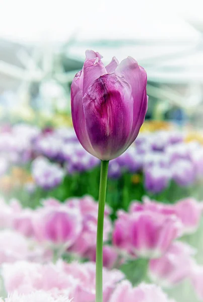 Keukenhof Lisse Nizozemsko 2015 Kvetoucí Barevné Záhony Pokrývají Celý Zahradní — Stock fotografie